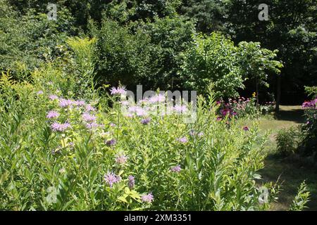 Bee Balm Foto Stock