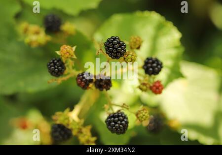 Blackberry bush nel giardino Foto Stock
