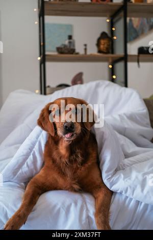 Il cane Golden Retriever giace sotto una coperta bianca sul divano del soggiorno Foto Stock