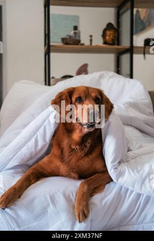 Un cane della razza Golden Retriever giace sotto una coperta bianca. Un cane addormentato. Foto Stock