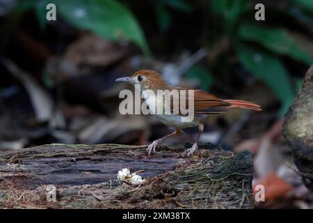 Babbler ferruginoso (Pellorneum bicolor) Foto Stock