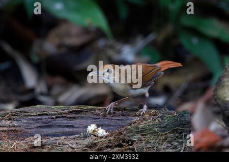 Babbler ferruginoso (Pellorneum bicolor) Foto Stock