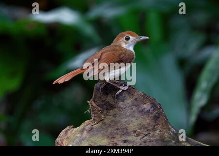 Babbler ferruginoso (Pellorneum bicolor) Foto Stock