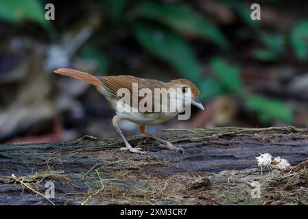 Babbler ferruginoso (Pellorneum bicolor) Foto Stock