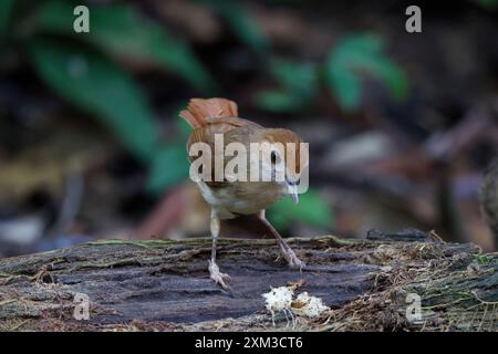 Babbler ferruginoso (Pellorneum bicolor) Foto Stock