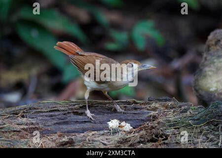 Babbler ferruginoso (Pellorneum bicolor) Foto Stock
