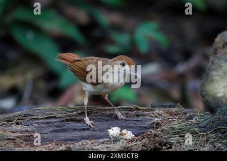 Babbler ferruginoso (Pellorneum bicolor) Foto Stock