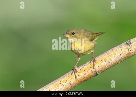 Un piccolo e colorato vireo songbird è arroccato su un ramo vicino a Liberty Lake, Washington. Foto Stock