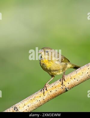 Un piccolo e colorato vireo songbird è arroccato su un ramo vicino a Liberty Lake, Washington. Foto Stock