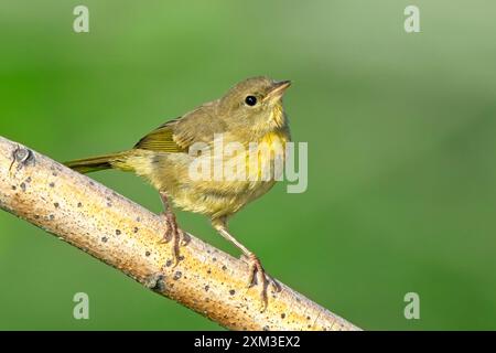 Un piccolo e colorato vireo songbird è arroccato su un ramo vicino a Liberty Lake, Washington. Foto Stock