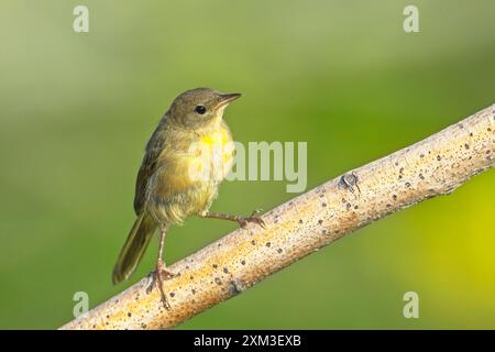 Un piccolo e colorato vireo songbird è arroccato su un ramo vicino a Liberty Lake, Washington. Foto Stock