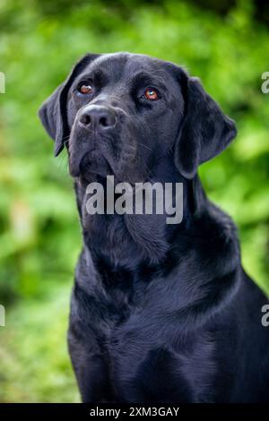 Ritratto di un Labrador Retriever Foto Stock