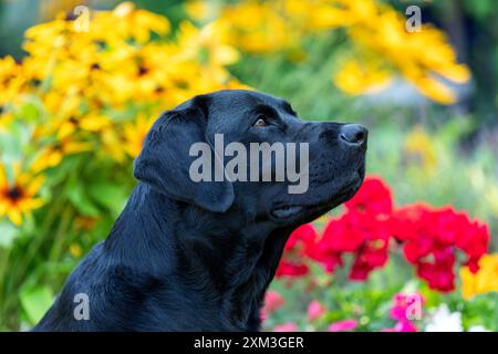 Ritratto di un Labrador Retriever Foto Stock
