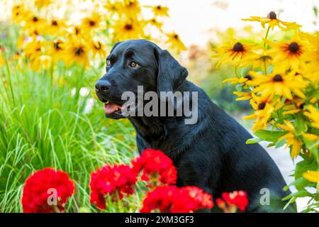 Ritratto di un Labrador Retriever Foto Stock