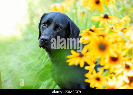 Ritratto di un Labrador Retriever Foto Stock