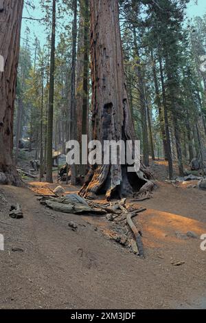 Il tronco di un sequoia gigante bruciato da un incendio nel Sequoia National Park, California, USA Foto Stock