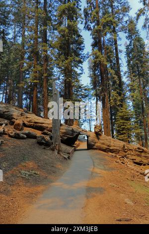 Un sequoia gigante abbattuto, attraverso un sentiero escursionistico, con un tunnel tagliato fuori dal tronco per gli escursionisti, circondato da torreggianti sequoie e sequoie nel Seq Foto Stock