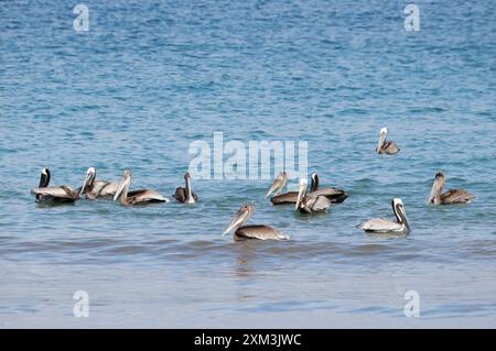 Brown pelican, Braunpelikan, Pélican brun, Pelecanus occidentalis, barna gödény, Puerto López, provincia di Manabí, Ecuador, Sud America Foto Stock