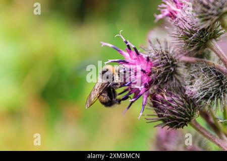 Un'ape impollina un vivace fiore viola di burdock con gemme piccanti, un macro shot di lavoro delle api Foto Stock