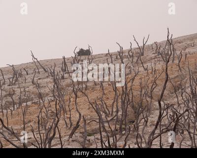 Un paesaggio desolato con pochi alberi e molti rami morti. Il cielo è coperto e il terreno è asciutto e arido Foto Stock