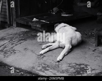 Un cane bianco giace a terra di fronte a un edificio. Il cane sembra stanco e si sta sdraiando Foto Stock