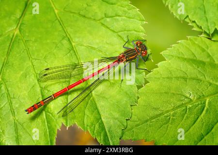 Grande Damselfly rossa (Pyrrhosoma nymphula) maschio seduto su foglie verdi Foto Stock