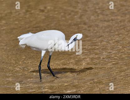 Piccola Egret (Egretta garzetta) con pesce pescato nel suo becco - Playa de Sotavento de Jandia, Fuerteventura Foto Stock