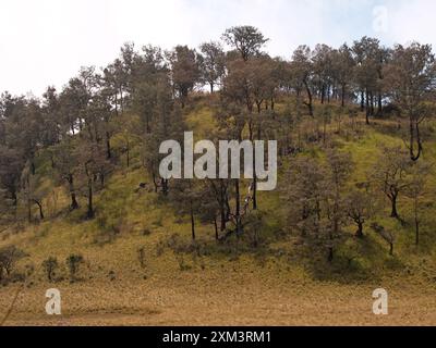 Una collina coperta di alberi e erba. Gli alberi sono per lo più marroni e l'erba è gialla Foto Stock