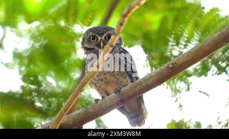 Accattivante primo piano di gufo maculato arroccato sul ramo dell'albero Foto Stock