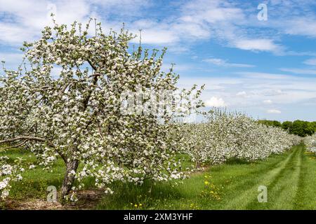 Mela piena di fiori bianchi in fiore con molti altri alberi in fiore sullo sfondo. Frutteto in fiore a maggio. Foto Stock
