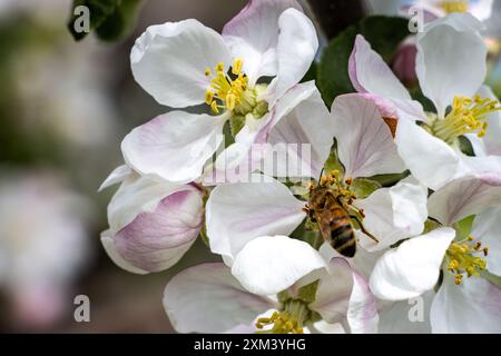 Api che impollina fiori bianchi di un melo in primavera. Vista ravvicinata. Foto Stock