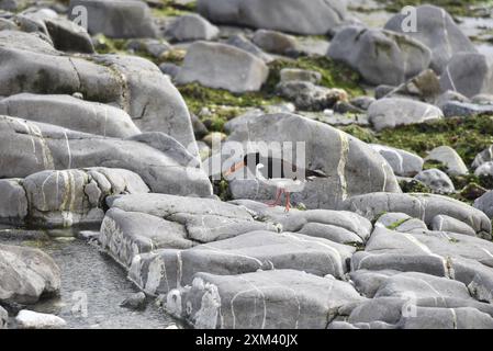 Eurasian Oystercatcher (Haematopus ostralegus) camminando da destra a sinistra sulla cima delle rocce costiere, Rock Pool a sinistra dell'immagine, scattata sull'Isola di Man, Regno Unito Foto Stock