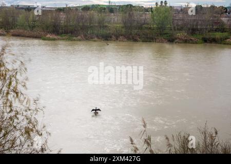 Un cormorano arroccato nel fiume Guadalquivir situato a Cordoba, Andalusia, Spagna, circondato da paesaggi naturali e acque calme. Foto Stock