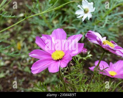 bellissimo grande fiore rosa con fiore giallo Foto Stock