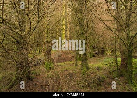 Camminata nel bosco a Glenachulish, Argyll, Scozia Foto Stock