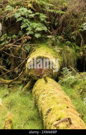 Camminata nel bosco a Glenachulish, Argyll, Scozia Foto Stock