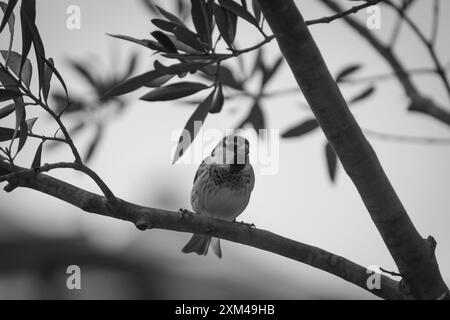 Piccolo uccello su di un ramo Foto Stock