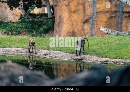 Due scimmie si stagliano sul bordo dell'acqua in un recinto naturalistico. L'immagine cattura la loro postura e interazione, evidenziando l'ambiente lussureggiante e lo sfondo roccioso. Foto Stock