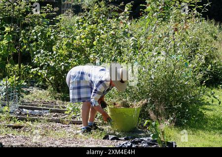 Una donna anziana che lavora nel suo giardino o in un giorno d'estate di sole Foto Stock