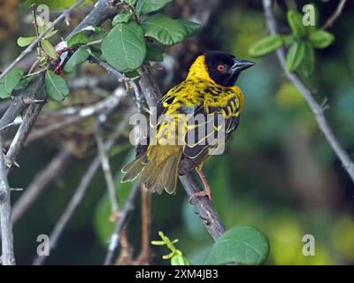 tessitore maschile a testa nera (Ploceus cucullatus), noto anche come tessitore del villaggio, arroccato su un ramo vicino al suo nido di erba intrecciata, lago Manze, Nyerere NP Tanzania, Africa Foto Stock