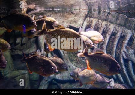 Piranha dal panciotto rosso. Uno sciame di pesci piranha. Pesci d'acqua dolce relativamente pericolosi. Piranhas dal panciotto rosso Pygocentrus nattereri - pesce sudamericano. Foto Stock