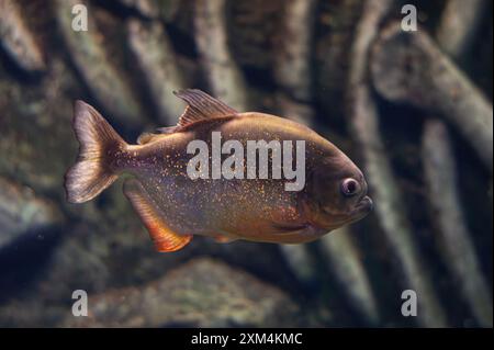 Piranha dal panciotto rosso. Uno sciame di pesci piranha. Pesci d'acqua dolce relativamente pericolosi. Piranhas dal panciotto rosso Pygocentrus nattereri - pesce sudamericano. Foto Stock