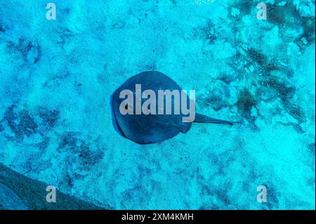 Limma di Taeniura purea blu nella barriera corallina del Mar Rosso. Tondo Stingray. Urotrygon chilensis. La pastinaca comune è pronta per l'avvio di Dasyatis Foto Stock