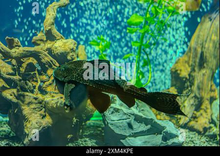 Pesce Pleco seduto sotto una foglia di echinodoro nell'acquariumone. L'Hypostomus plecostomus, noto anche come pesce gatto suckermouth o pleco comune, è un pesce tropicale Foto Stock