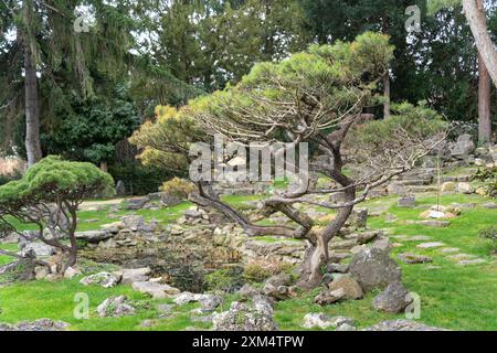 Alberi di bonsai ben tenuti in un giardino giapponese a Vienna Foto Stock