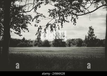 Una fotografia in bianco e nero di un campo di grano con alberi sullo sfondo. L'immagine cattura la bellezza del paesaggio estivo e dell'agricoltura in un vin Foto Stock