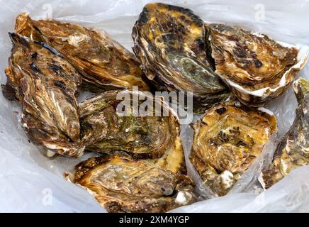 Ostriche fresche in conchiglie su ghiaccio al banco del mercato Foto Stock
