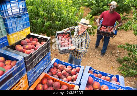 La squadra di contadini impila scatole di pesche mature nel giardino estivo Foto Stock