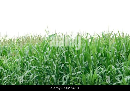 Immagine di una pianta di mais con percorsi di ritaglio dettagliati su sfondo bianco. Perfetto per l'uso in progetti di progettazione, materiali didattici o presentazioni. Foto Stock