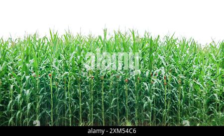 Immagine di una pianta di mais con percorsi di ritaglio dettagliati su sfondo bianco. Perfetto per l'uso in progetti di progettazione, materiali didattici o presentazioni. Foto Stock